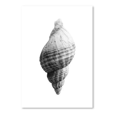 Americanflat Sea Shell Ii by Sisi and Seb Unframed Print
