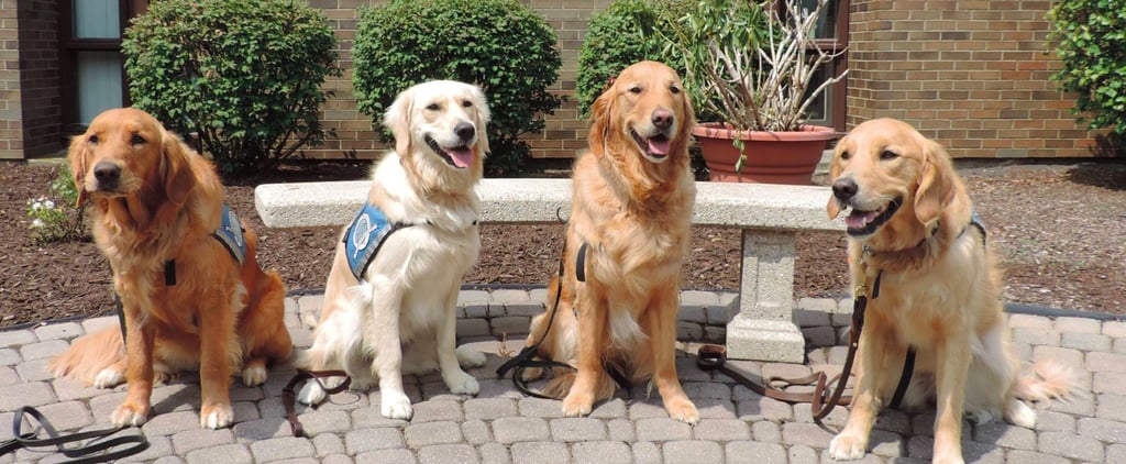 Dogs Comfort Orlando Victims | Video