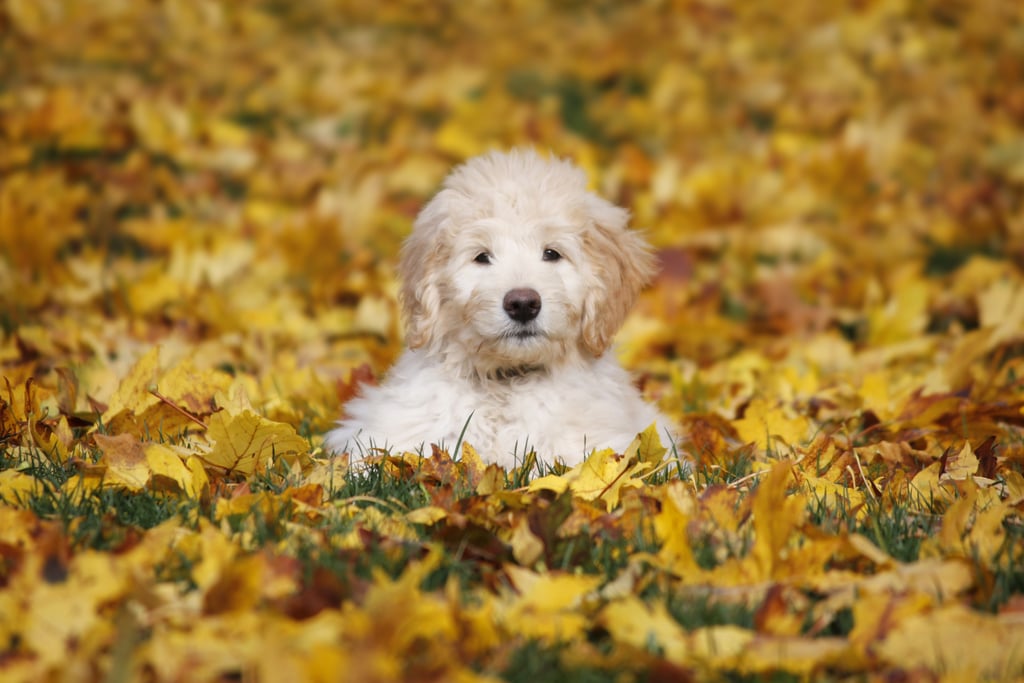 Cute Pictures of Goldendoodles