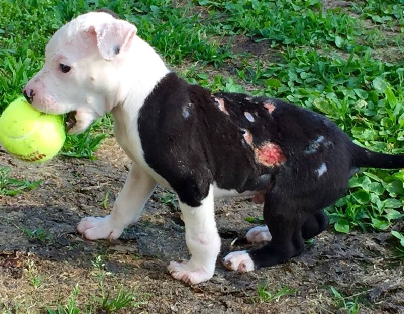 Dog Rescued by Firefighter Joins Fire Department