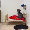 You Probably Haven't Seen Anything More Amazing Than This Chihuahua-Size Bedroom