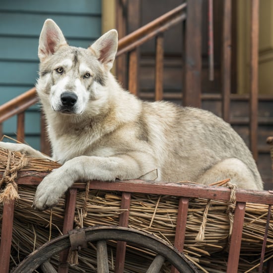What Breed of Dog Is Rollo on Outlander?