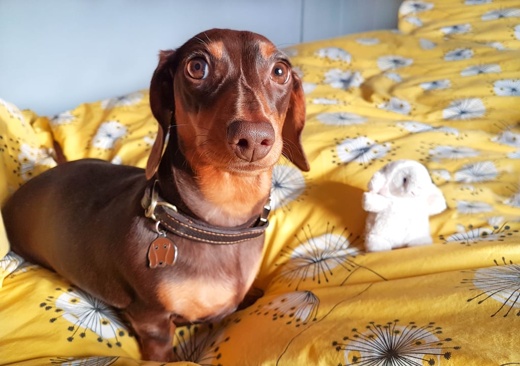 Cutest Dachshund Photos