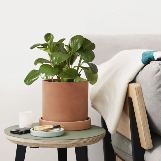 Best Indoor Plants For Bedrooms