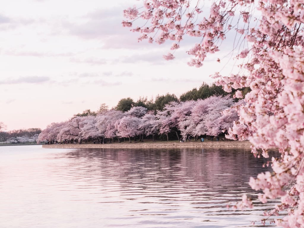 Cherry Blossoms, Washington DC, USA