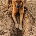 What to Do If Your Dog Can't Stop Digging, According to a Dog Behavior Expert