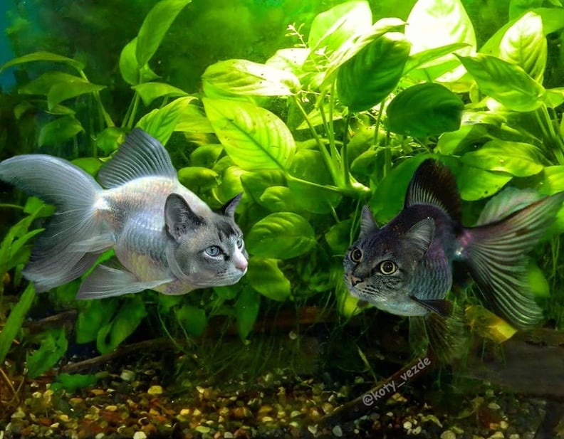 Fish With Cats' Faces