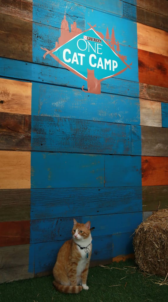 Purina ONE Cat Camp