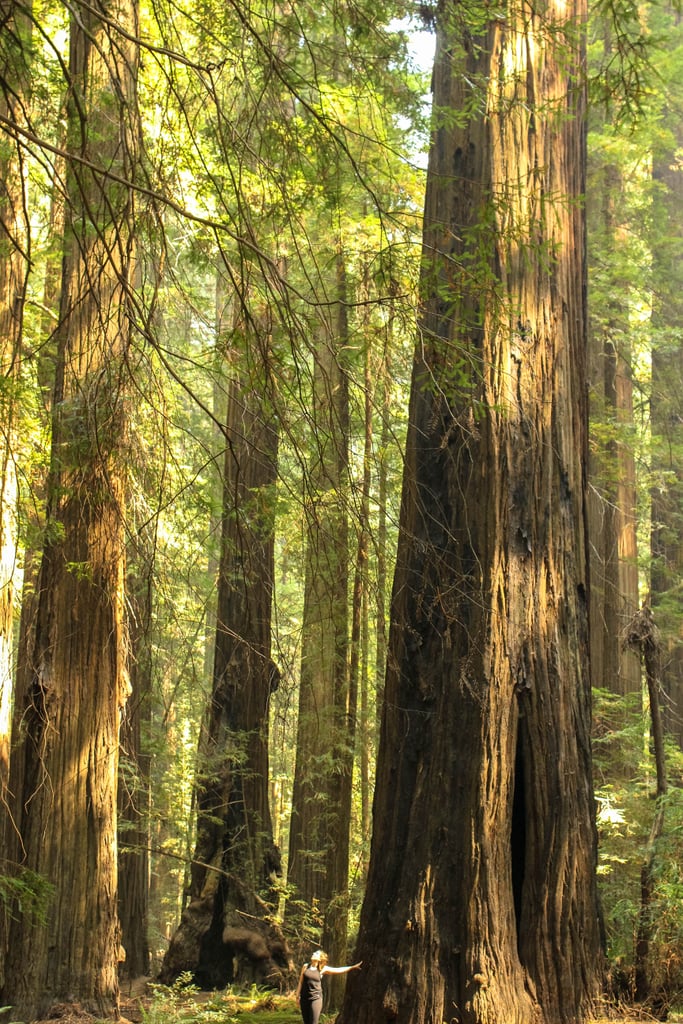 Trust me, it won't take but a mere few seconds walking among these giants before you start to feel as if you've walked onto the set of Honey, I Shrunk the Kids. Although I knew the Redwood National Park was home to the tallest trees on Earth, I'll admit, I wasn't expecting them to be that tall.

But as soon as I stepped closer, laid my tiny hand against the massive piece of bark, and looked up, my jaw dropped.