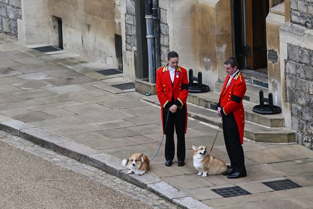 Queen Elizabeth II's Corgis Attend Her Funeral