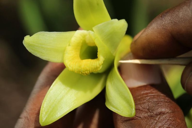 The Vanilla Planifolia Plant Used to Make Chanel Sublimage