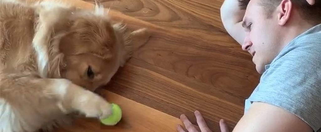 Golden Retriever Playing Lazy Game of Fetch