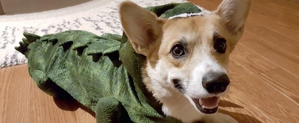 Corgi Stegosaurus Halloween Costumes