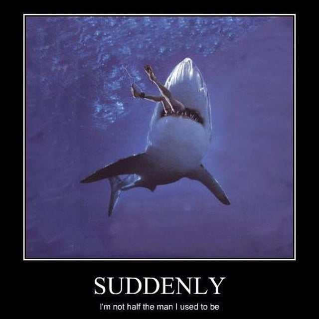 Best Shark Memes | POPSUGAR Tech