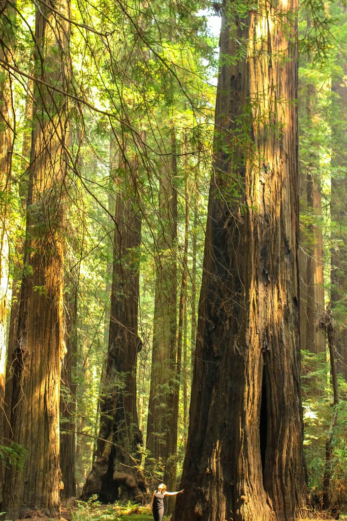 Redwood National Park Photos