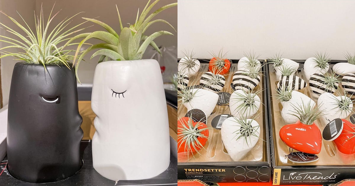 Target Has Cute Kissing Succulents For Valentine's Day | PS Home