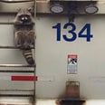 This Raccoon Hitched a Ride on the Back of a Trash Truck and It Was Relatable AF