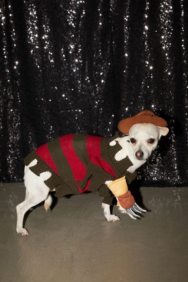 Freddy Krueger Halloween Costume For Dogs