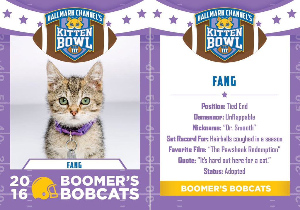 Kitten Bowl 2016