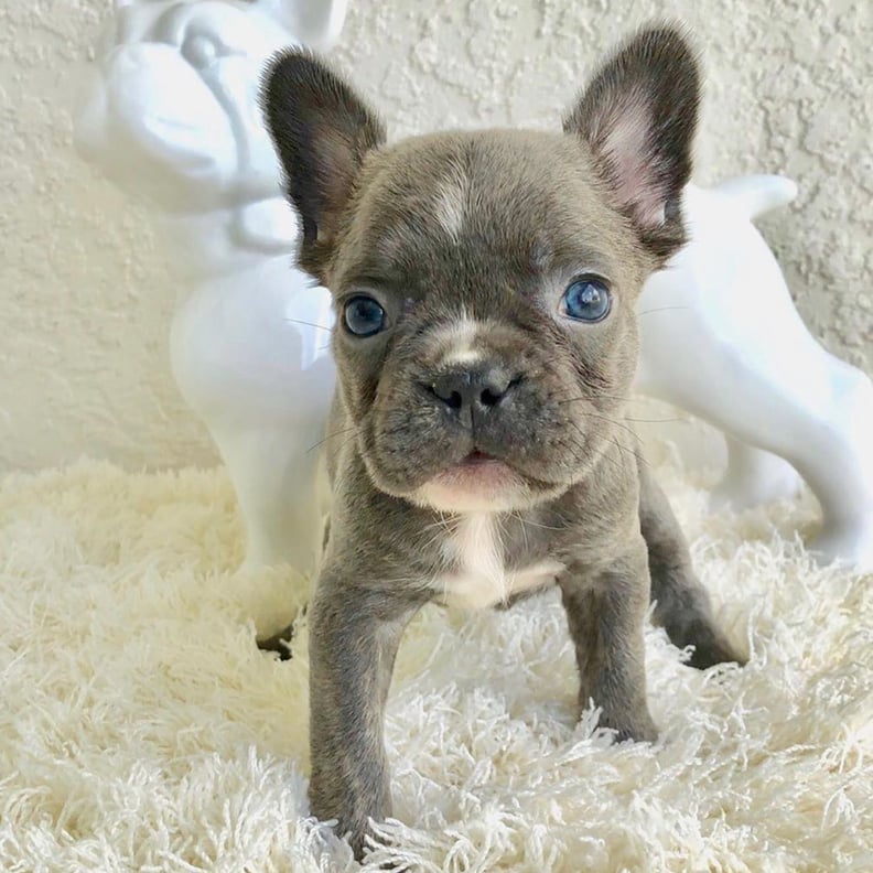 The Cutest Photos of French Bulldog Puppies | POPSUGAR Pets