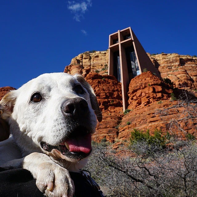 Poh the Dog Cross-Country Road Trip