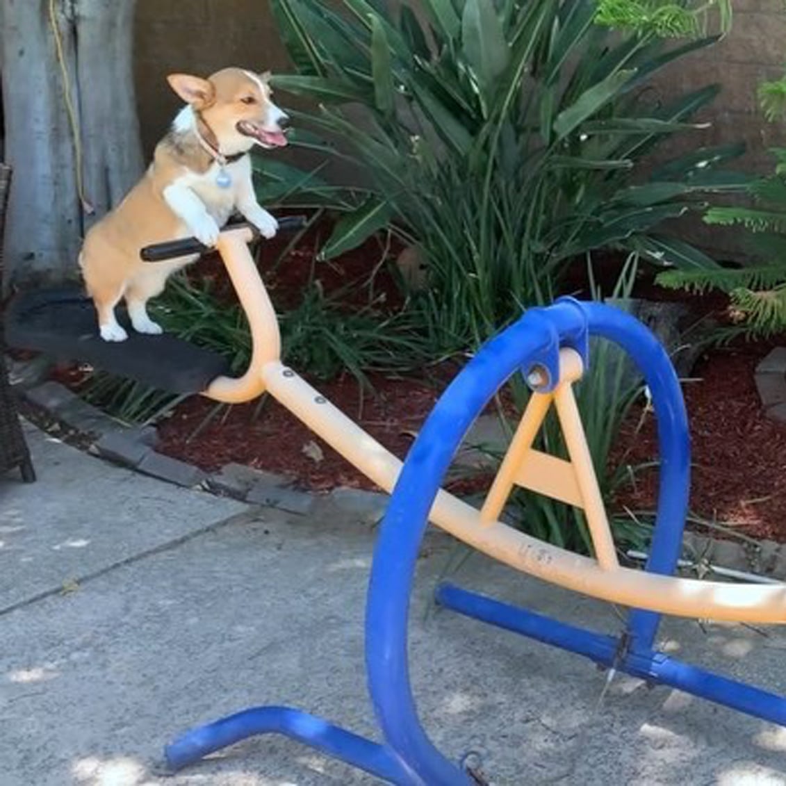Puppies On Seesaw 