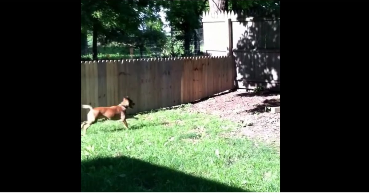 Dog Jumping Over Fence Video POPSUGAR Pets