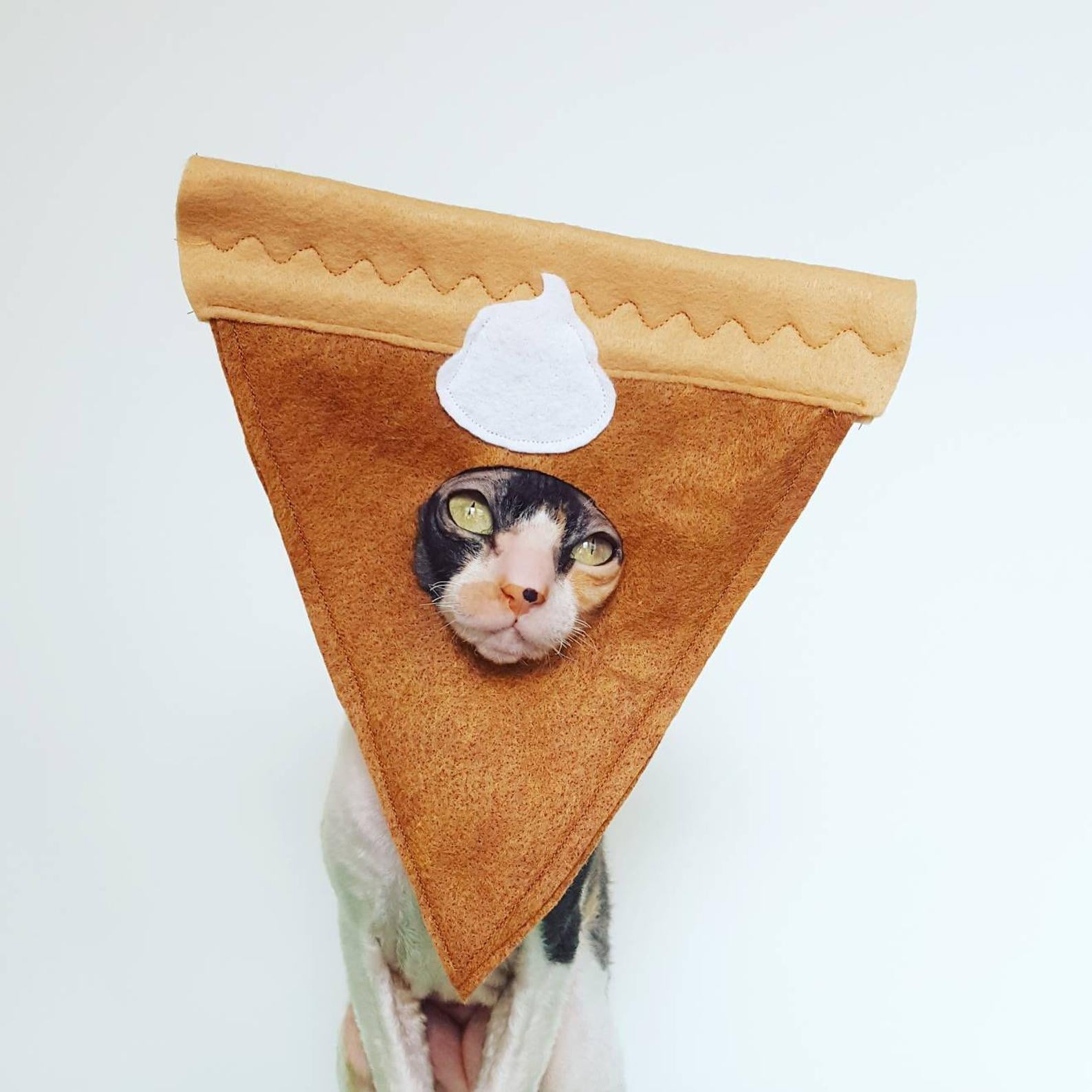 Can cats outlet eat pumpkin pie