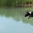 I Have Watched This Compilation Video of a Dog Leaping Into a Pond 37 Times
