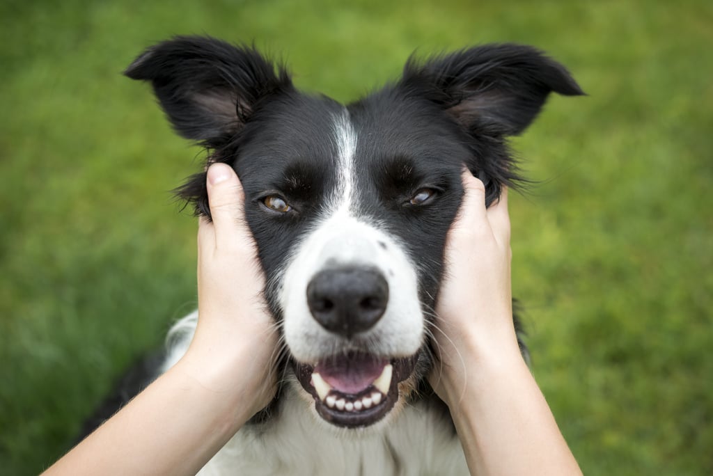 Cute Pictures of Border Collies