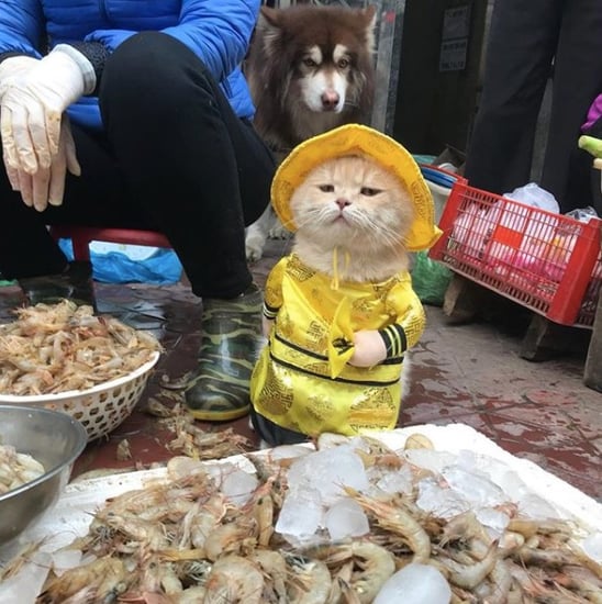 The Cat Named Dog From Vietnam