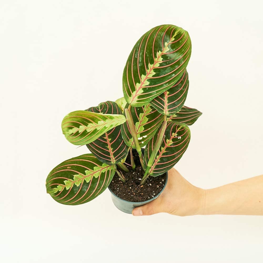 Rooted Red Prayer Plant Maranta leuconeura Bestselling Live Plants