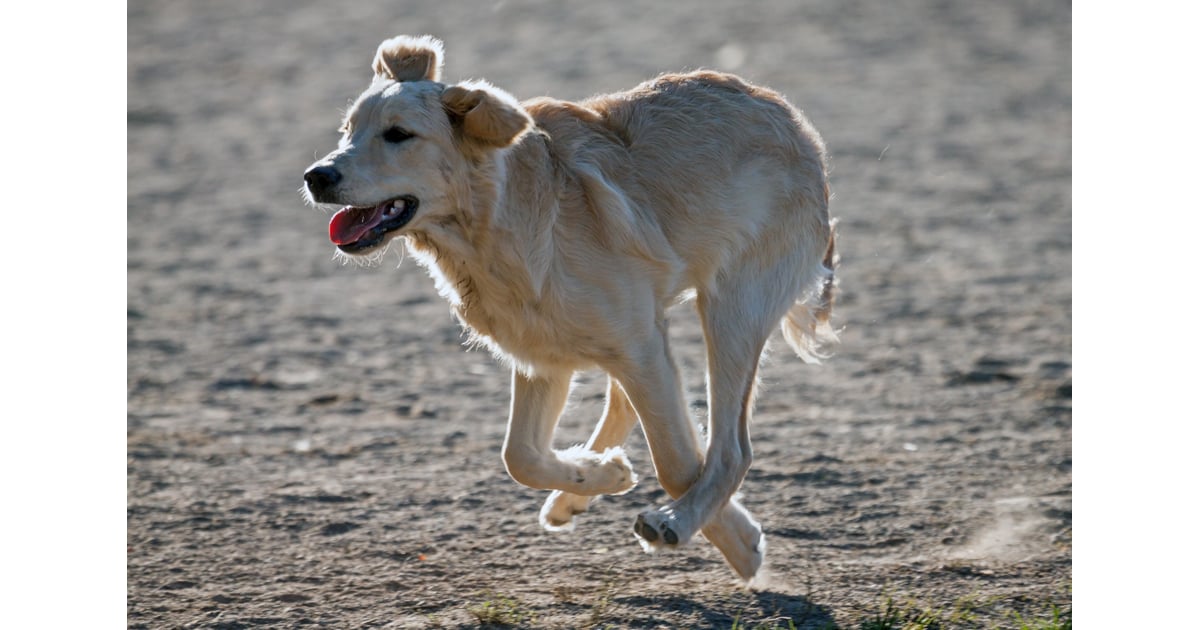 Canadian Golden Retriever | Types of Golden Retrievers ...