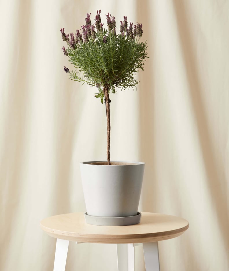 Bloomscape Potted Lavender Tree