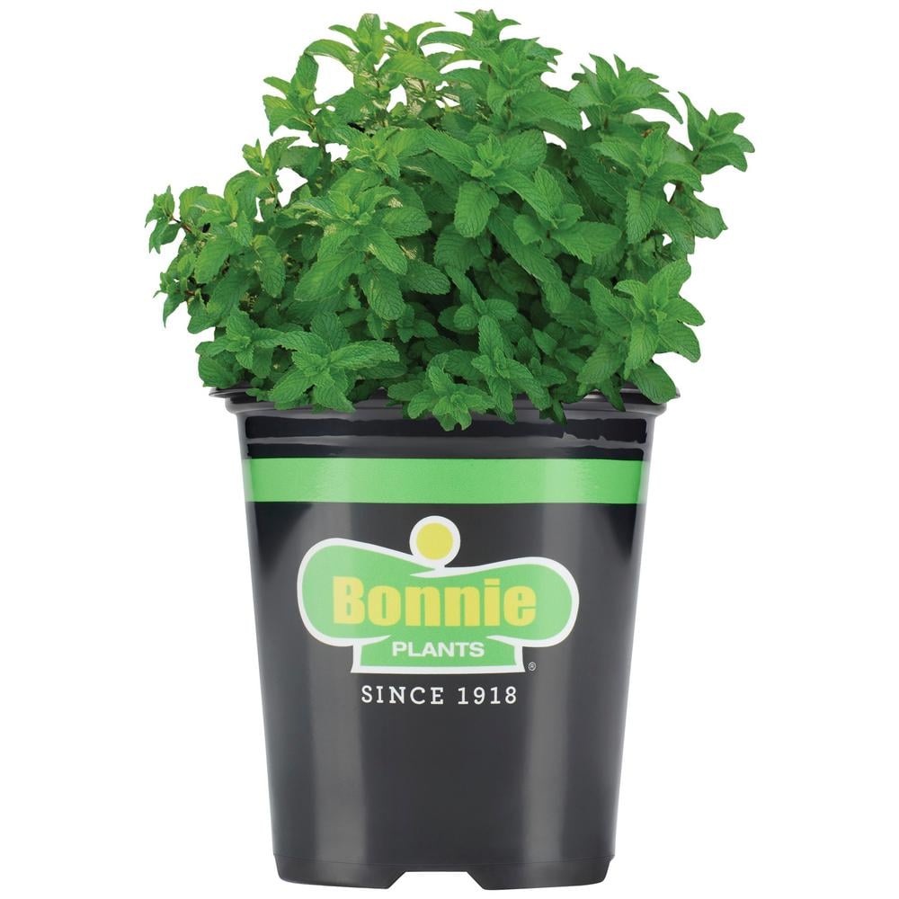 Bonnie Plants Lemon Balm Plant