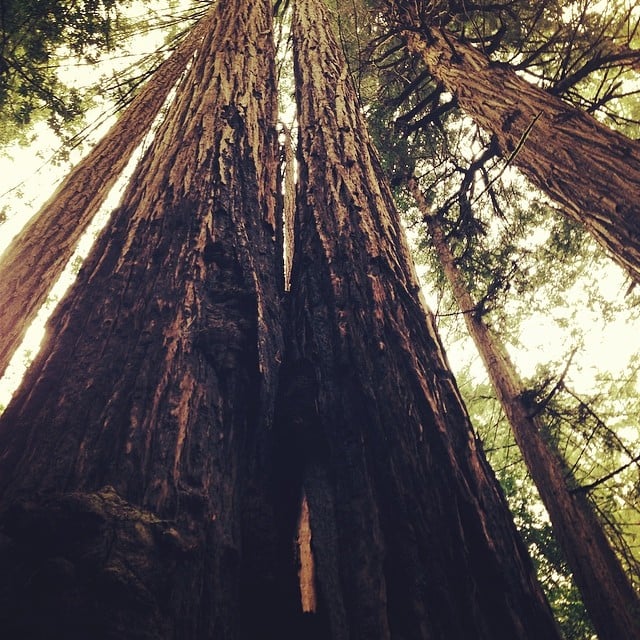 Muir Woods