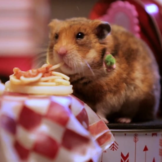 Tiny Hamsters' Tiny Date Video
