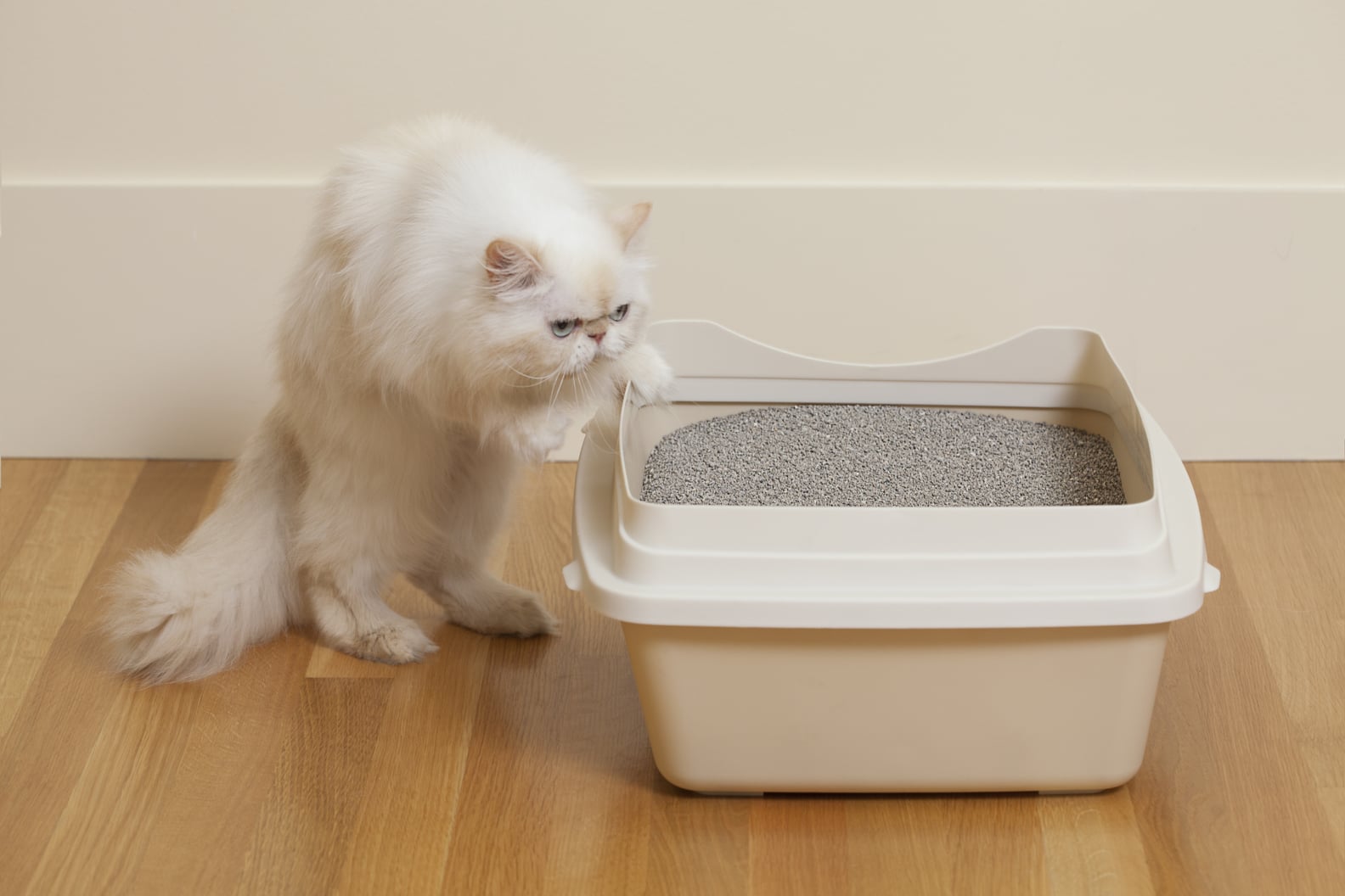 How to Control Litter Box Odor POPSUGAR Pets