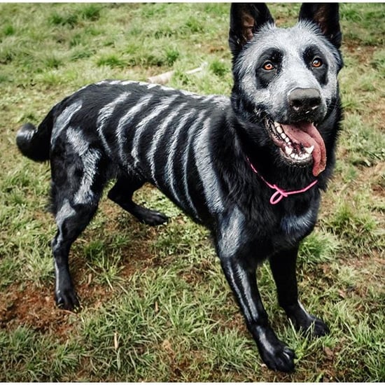 dogs in halloween costumes