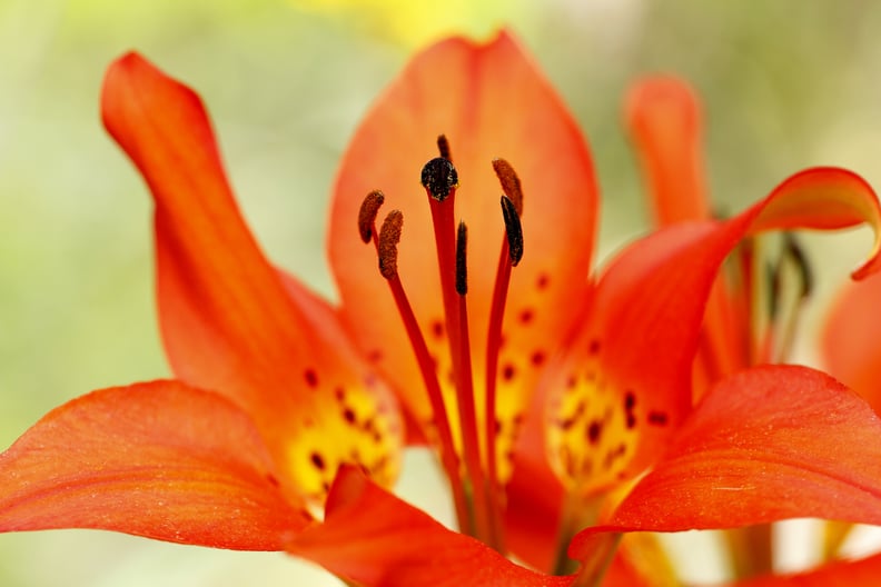 Lilies Are Seriously Popular