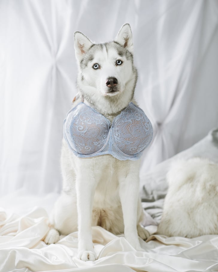 Lace Bra (35) Bra For Dogs POPSUGAR Pets