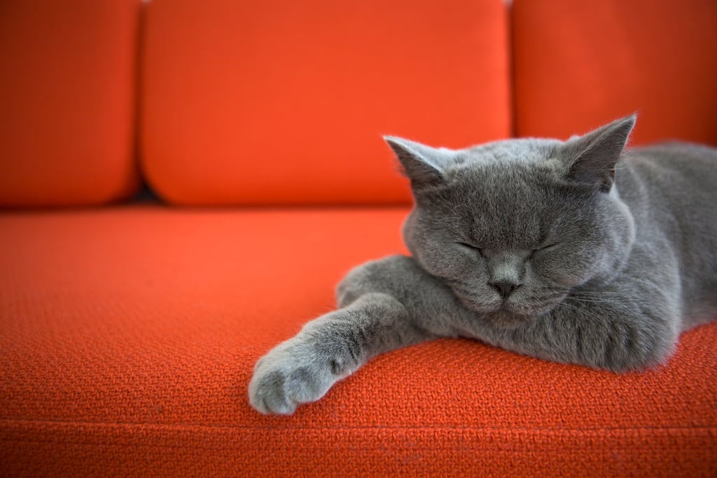 You Get the Whole Couch