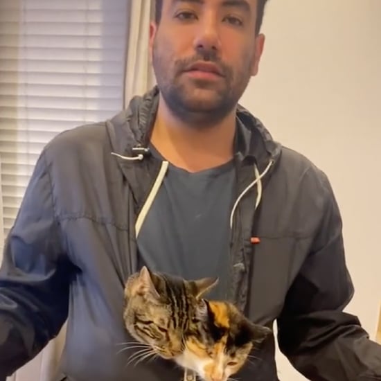 猫在人类活动和爸爸| TikTok视频