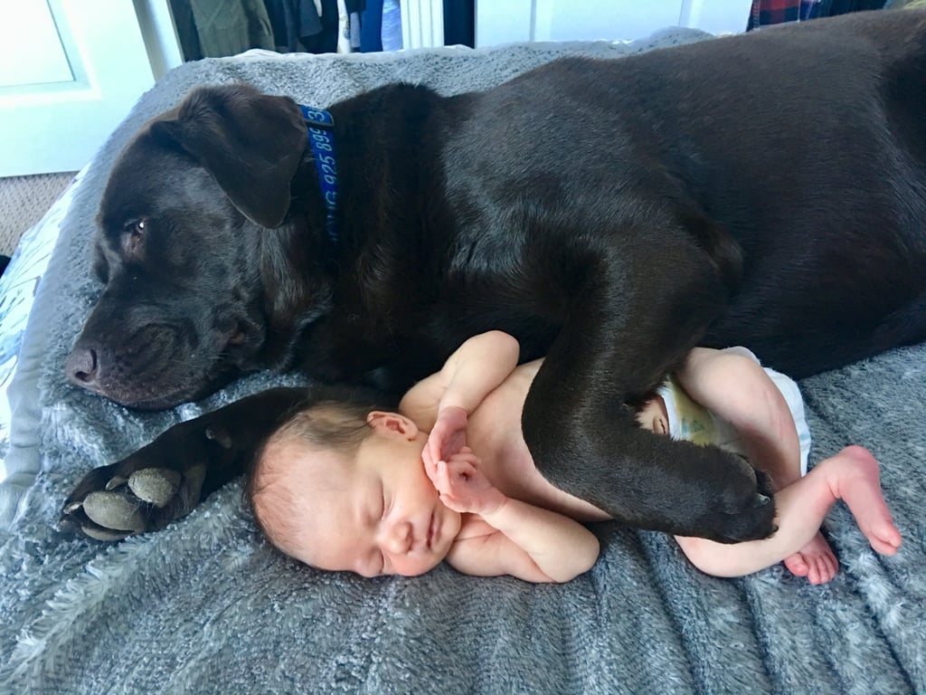 Cute Pictures of Dogs Napping With Kids and Babies