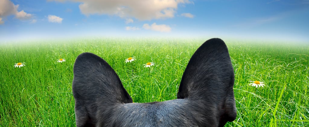 Dog Hopping Through Field
