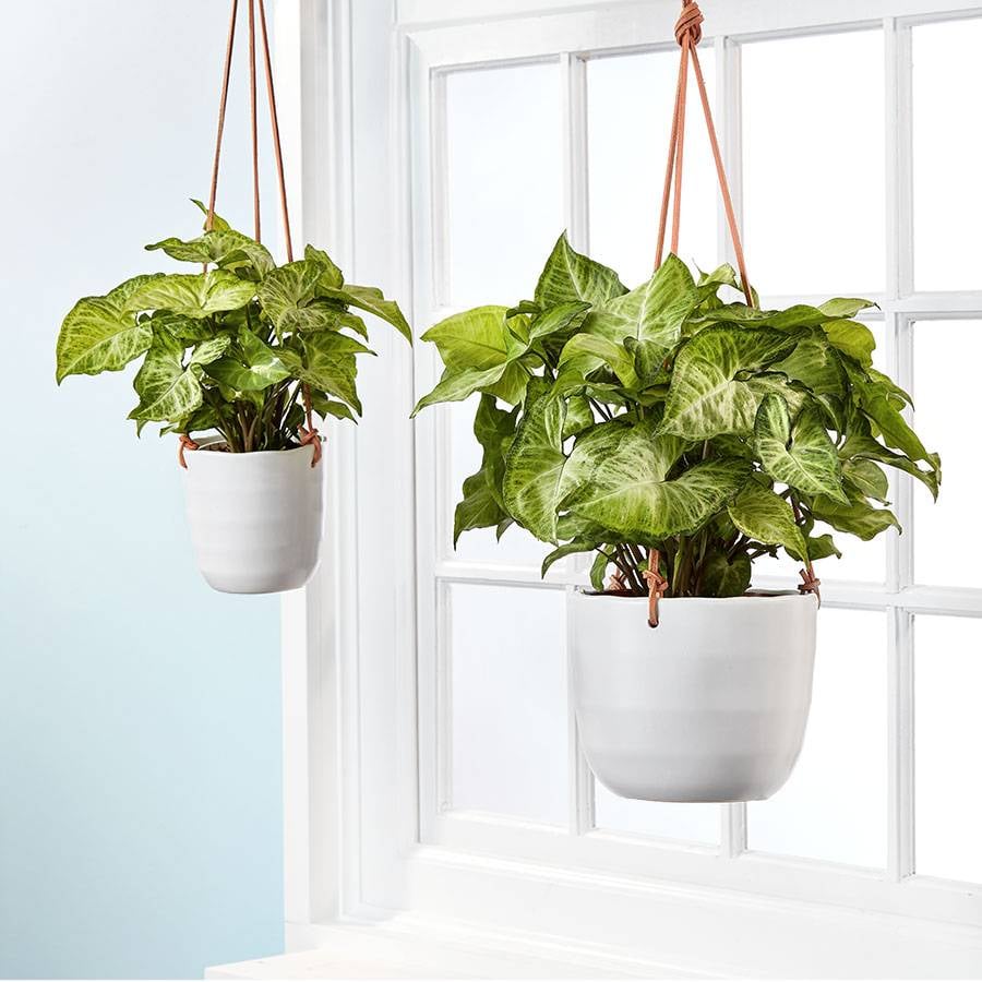 Arrowhead Hanging Plant