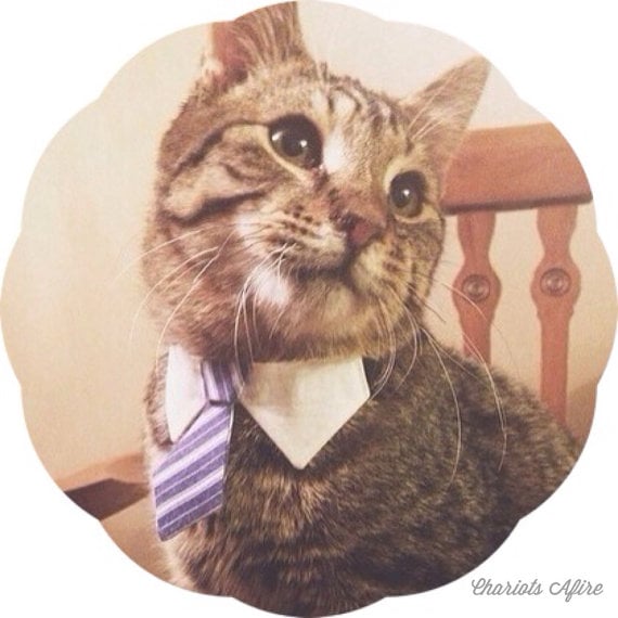 classic tie collar