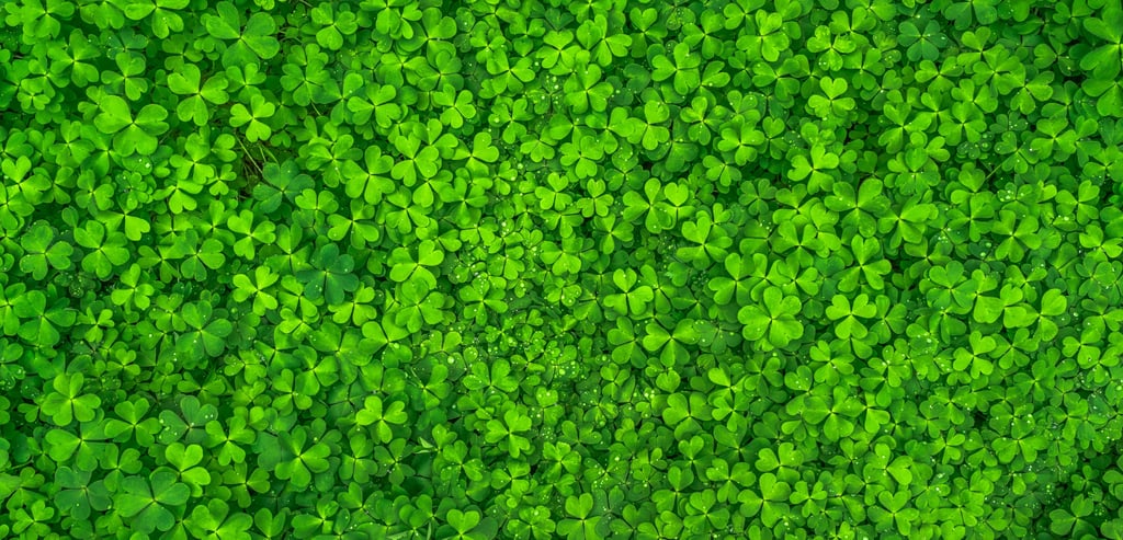 Shamrocks Zoom Background