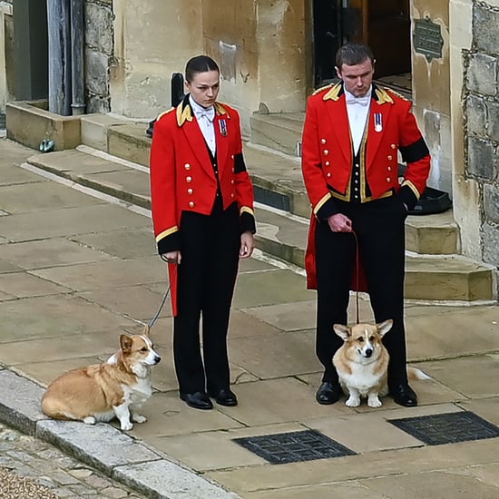 英国女王伊丽莎白二世的柯基犬参加她的葬礼