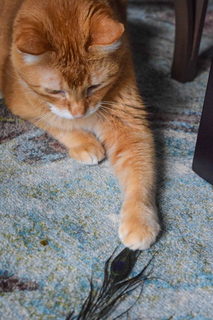 Peacock feather hotsell cat toy